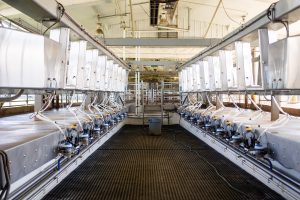 milking area at the UTIA dairy farm