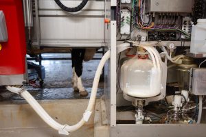 cow being milked at the dairy farm at UTIA