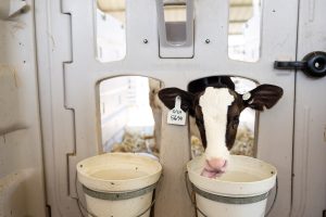 baby cow at the UTIA dairy farm drinking from a bucket