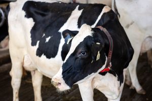 female cow standing in a barn at the UTIA dairy farm