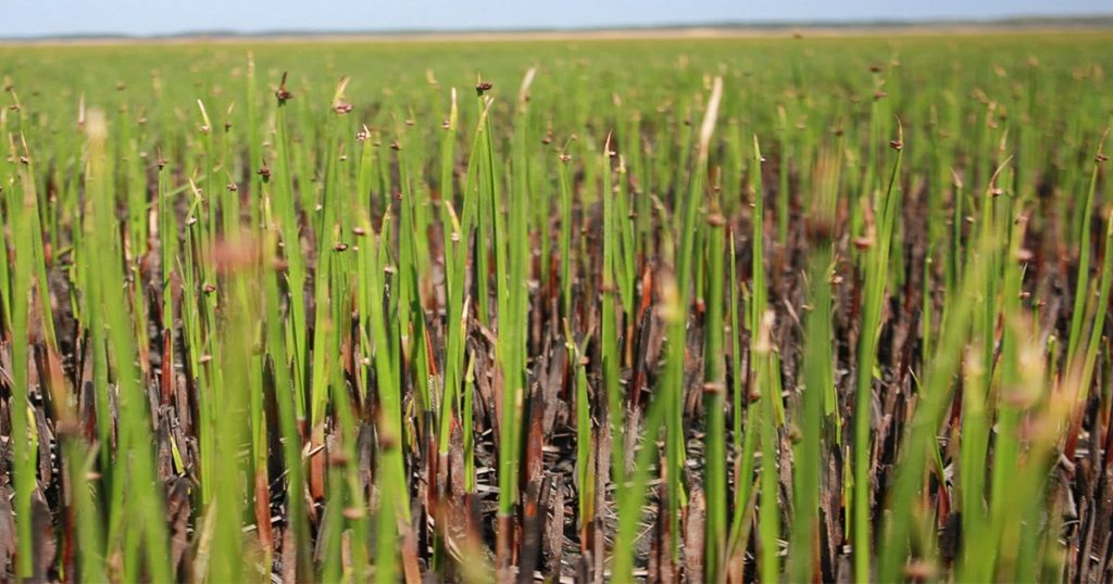 sedge field